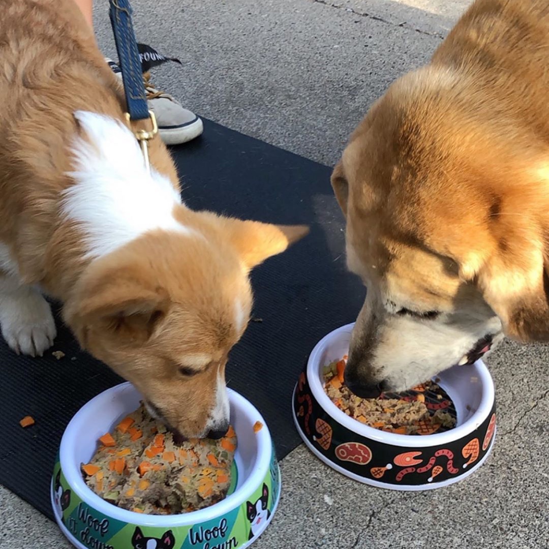 HoweMpls's tweet photo. Tomorrow we celebrate serving 30,000 of your fur babies! Please join us (or any #CraftnCrew dog friendly restaurant) for free Muttloaf, swag and a chance to win free Muttloaf for a year any time you visit! ๐ถ ๐ โค๏ธ ๐ธ: @blondies_n_brownies
#howempls #pawtiopups https://t.co/LuFJox7Hx4