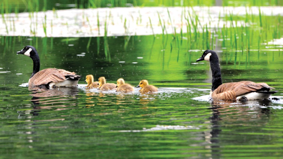 Canada geese and chicks