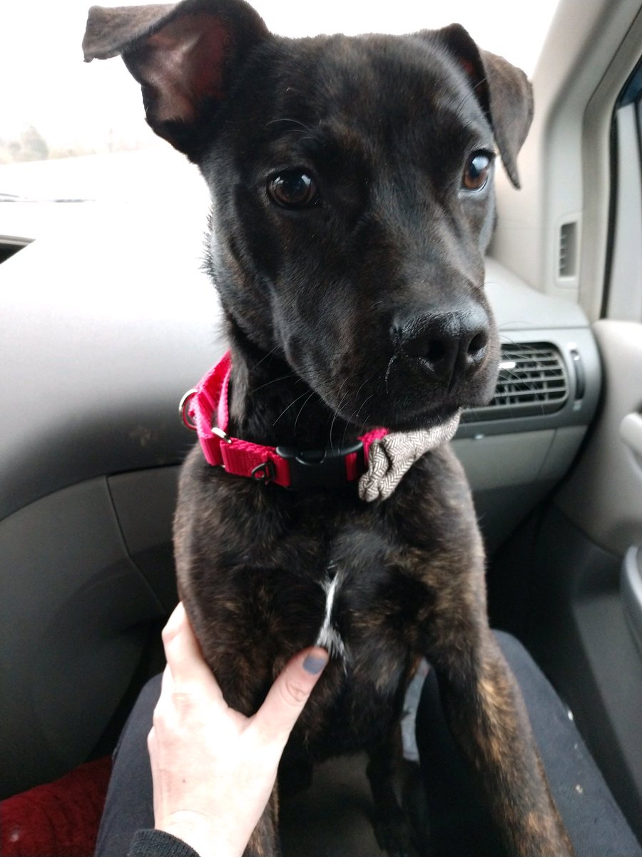 Hey y’all, meet Magnus. <a href="/travismcelroy/">Travis McElroy (Self Parody)</a> #thezonecast