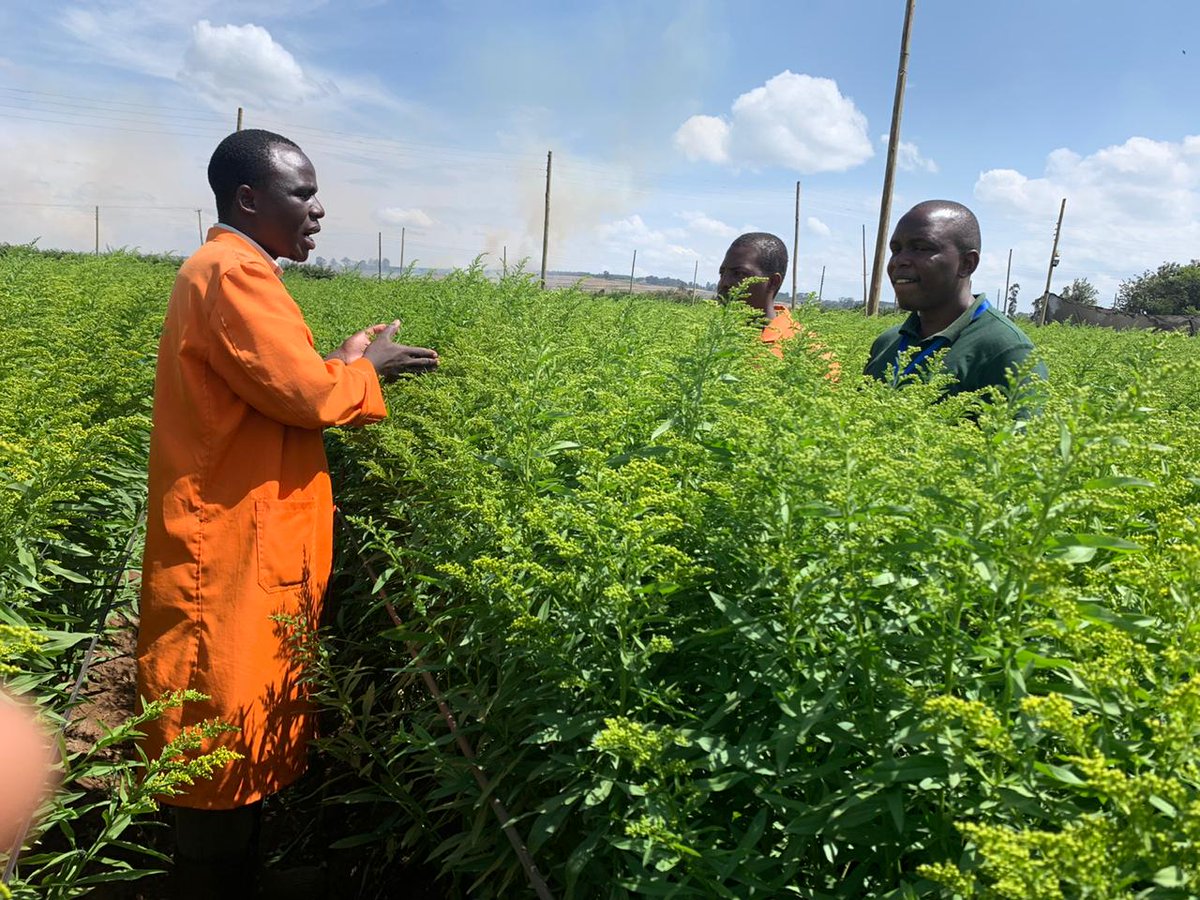 Ecospray's tweet photo. Crop walking & talking in Kenya with a happy Solidago grower impressed by #Nemguard SC applied foliar - the first occasion, at this time of year, thrips, whiteflies & leafminers have been under control 🙌
Clean, pest-free crops = high quality stems & better market prices https://t.co/g8e35gvHTR