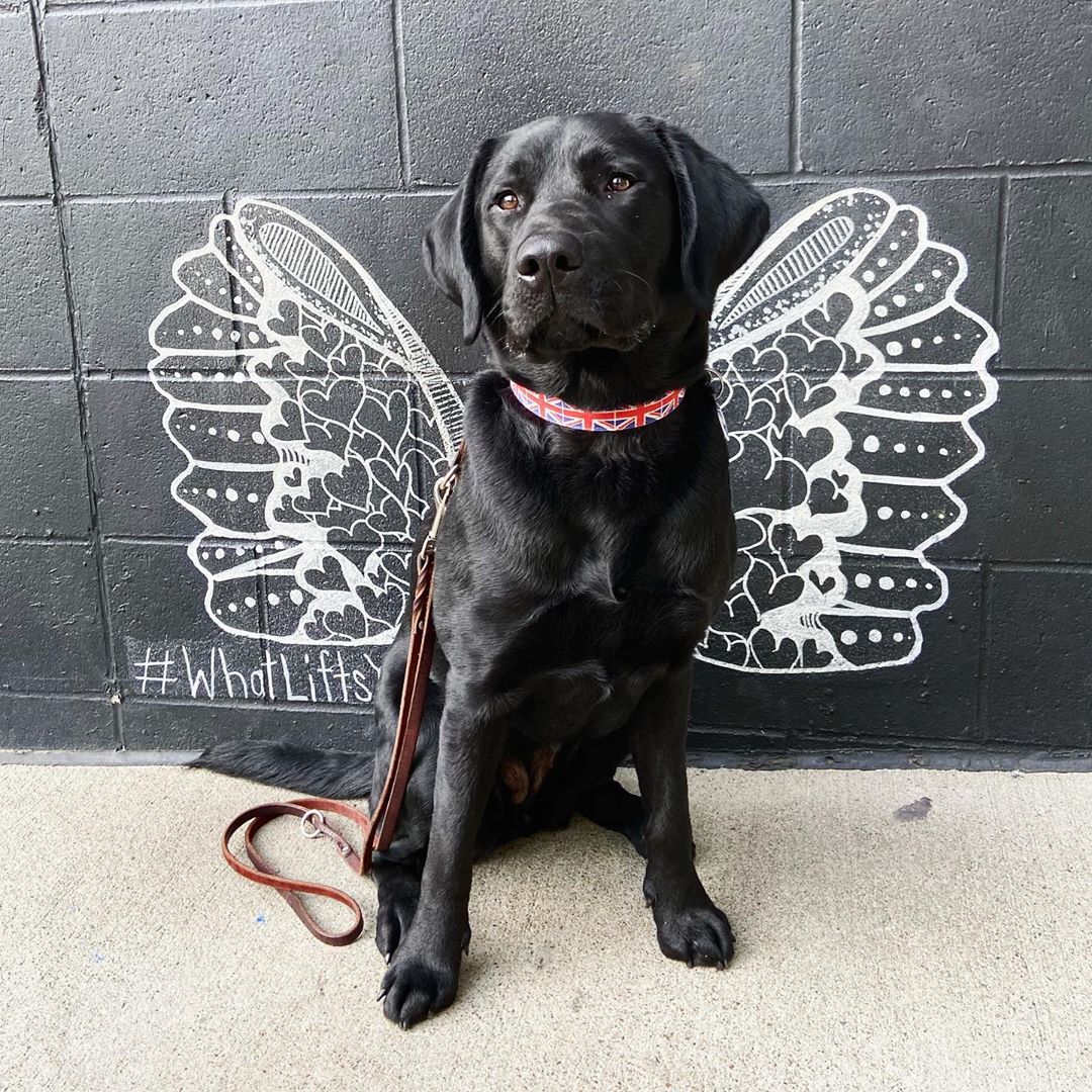 Crumpet, a female black lab, sits in front of a black brick wall decorated with wings made of hearts. Crumpet sits perfectly in the middle of the wings like the angelic pup she is.