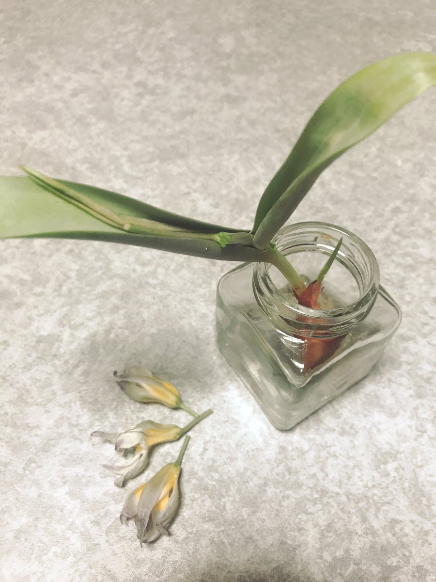 一乃瀨狐 Ar Twitter 原種チューリップ水耕栽培中 たまに日差しのある日には日光浴をさせています 素敵な三輪ですがだいぶくたびれてきたようなので 次の芽のために花がら摘みを決断しました がんばれ T Co U4iabj4wiw