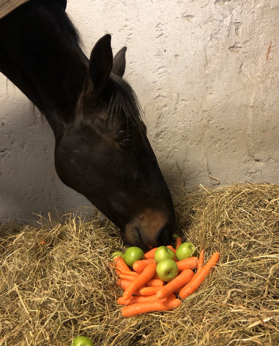 IsabellaBergh1's tweet photo. Gänget som satte V75 i helgen ville sponsra Ingo med massa goda godisar som tack🍏🥕 det här är när travsporten är som bäst, hästarna är ALLT. Tack så mycket Nettan med c.o för denna fina present. En glad häst är hemligheten till en bra häst🐴❤️#stallCE https://t.co/whZqZob9z6