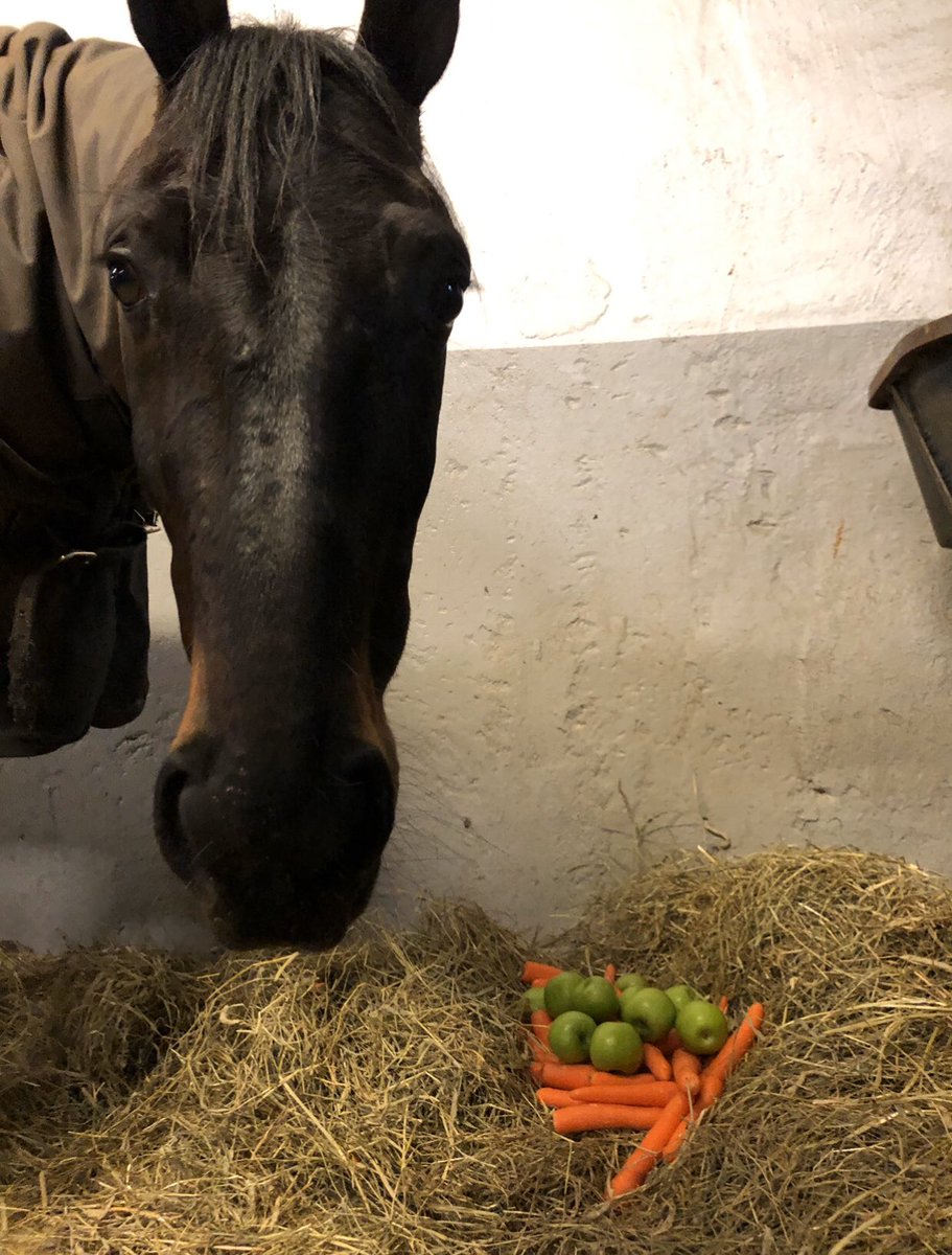 IsabellaBergh1's tweet photo. Gänget som satte V75 i helgen ville sponsra Ingo med massa goda godisar som tack🍏🥕 det här är när travsporten är som bäst, hästarna är ALLT. Tack så mycket Nettan med c.o för denna fina present. En glad häst är hemligheten till en bra häst🐴❤️#stallCE https://t.co/whZqZob9z6