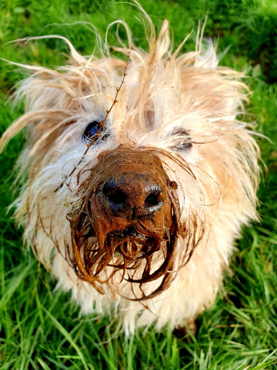 woofstockuk's tweet photo. I have no words ๐คฃ #dogsofwoofstock https://t.co/Miw1rlQO5u
