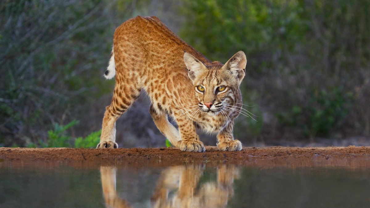 Bobcat near water
