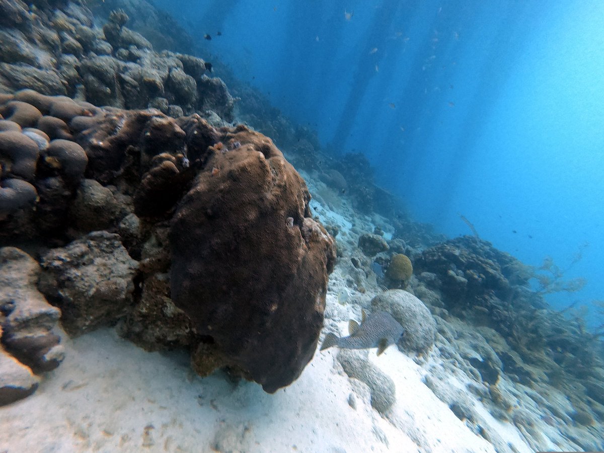 Yamapama's tweet photo. #Duiken bij #SaltPier #Bonaire https://t.co/inpahJ3jFh