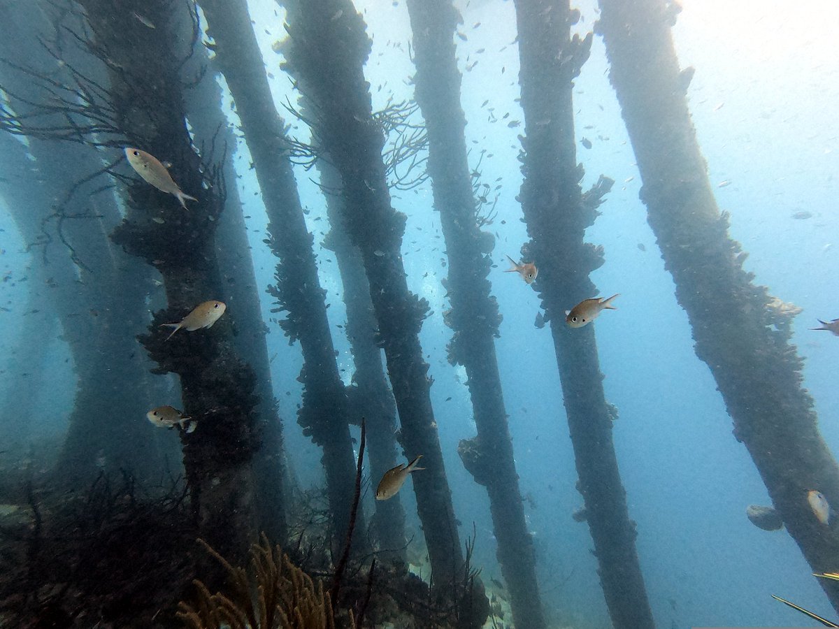 Yamapama's tweet photo. #Duiken bij #SaltPier #Bonaire https://t.co/inpahJ3jFh