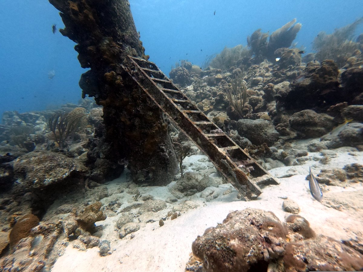 Yamapama's tweet photo. #Duiken bij #SaltPier #Bonaire https://t.co/inpahJ3jFh