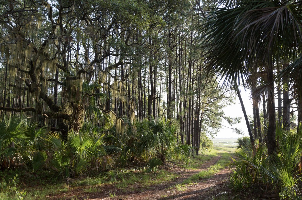 Home to over ten miles of scenic hiking trails, ready to be explored. What is your favorite hiking trail on Little St. Simons Island? A) South Pond Trail B) Backbone Trail C) Old House Trail D) Wish-Bone Trail 📸: Golden Isles Magazine