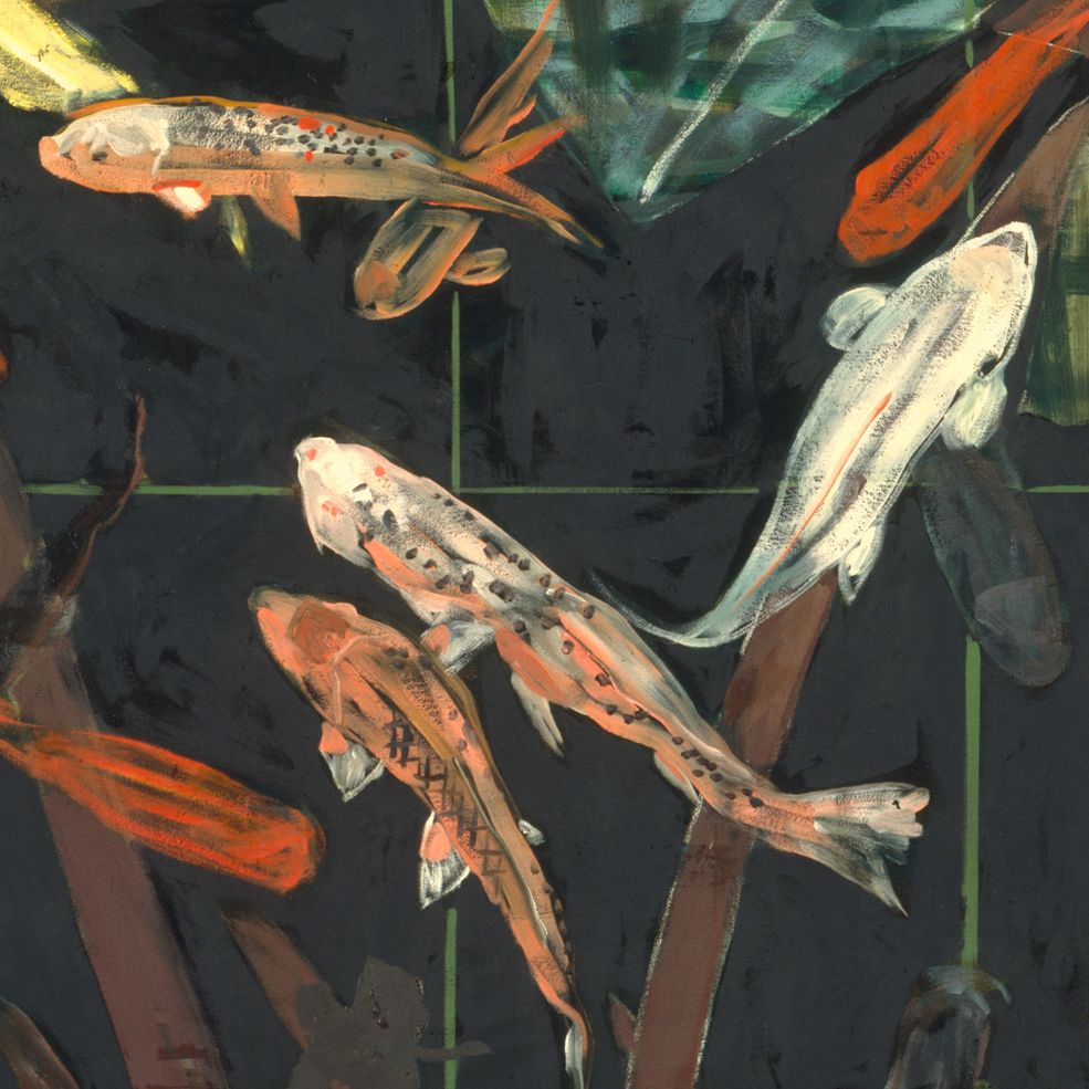 Zoomed in close-up of multicolored koi fish, including three orange koi with black spots and one all-white koi.