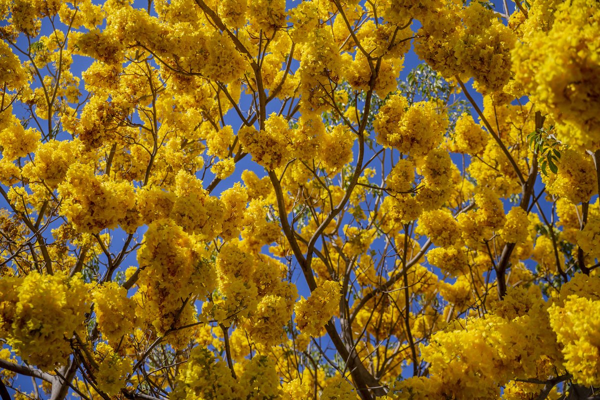 #Reforestación
A 13 años de esta siembra se observan los impactos generados por la reforestación del #CentroHistórico de Oaxaca. Este arbolado elimina 56 Kg. de contaminantes del aire por año, almacena 32 toneladas de carbono, producen 9.3 toneladas métricas de oxígeno al año.
