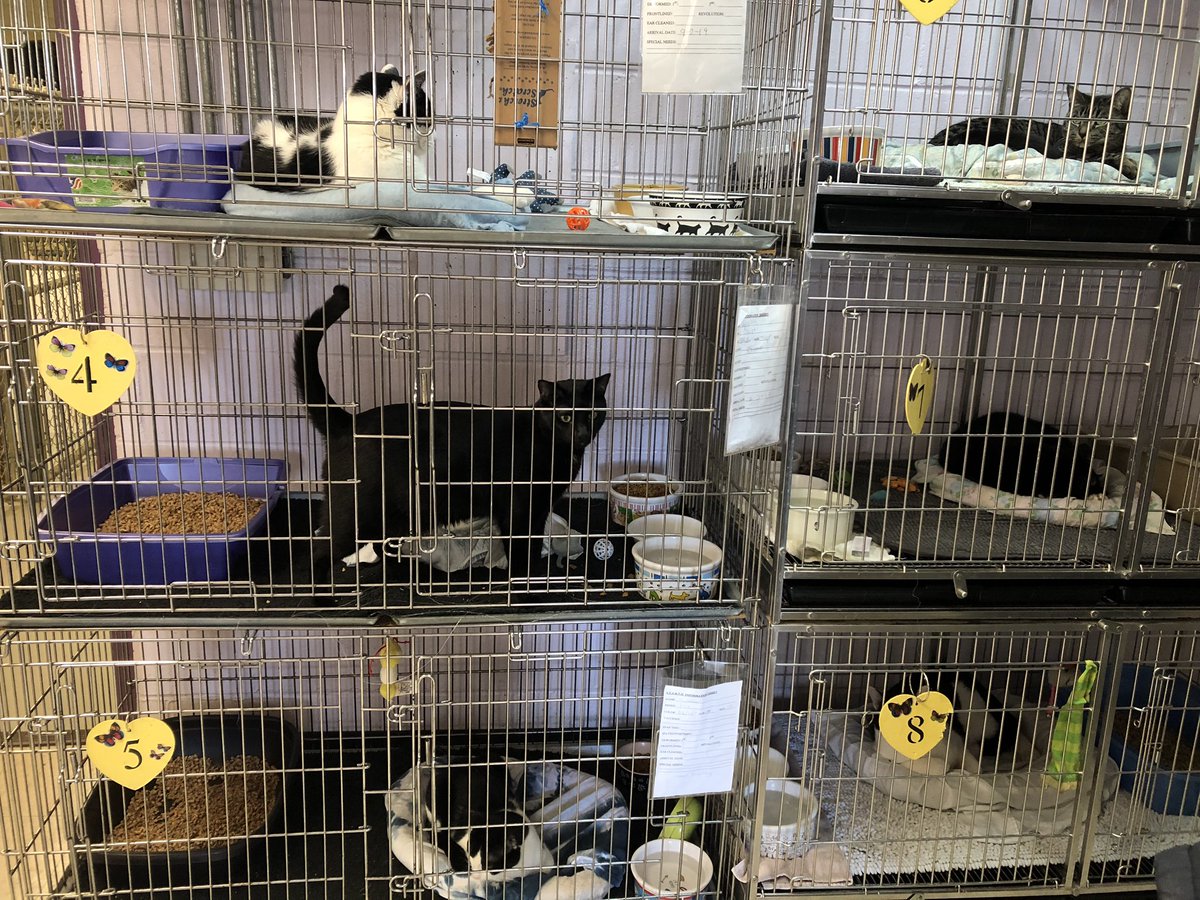Ms. Cerrato/Schuck (@317superstars) on Twitter photo START II part 2 <a href="/GriecoPBSIS/">Grieco PBSIS Team</a> <a href="/DrJGriecoSchool/">Grieco School - EPSD</a> Thanks again for the much needed donations! 😻🐶🐾❤️ START II part 2 <a href="/GriecoPBSIS/">Grieco PBSIS Team</a> <a href="/DrJGriecoSchool/">Grieco School - EPSD</a> Thanks again for the much needed donations! 😻🐶🐾❤️