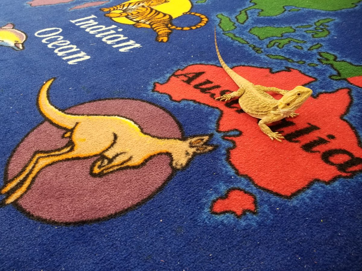 CaseyIn3rd's tweet photo. When you want to travel the world but your funds are low. @Dolphinville
#beardeddragon
#motherofdragon
#classpet
#petsintheclassroom
#australia https://t.co/OM0jksNxSB