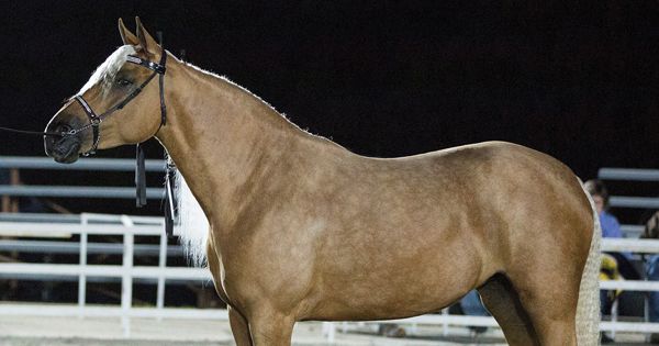 HI_mag's tweet photo. Learn the history, characteristics, gaits, and job of the @MOfoxtrotter, which is a #gaitedhorsebreed and the #missouristatehorse. https://t.co/YyKeSjjsqj.
#missourifoxtrotter #gaitedhorse #horses #missourihorse #competitivetrail #endurancehorse #trailhorse #enduranceriding https://t.co/95jWa6ek3Q