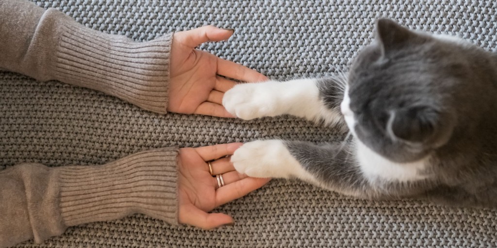 Как отучить котенка кусаться за ноги. Кот кусает руку. Кот вцепился в руку.