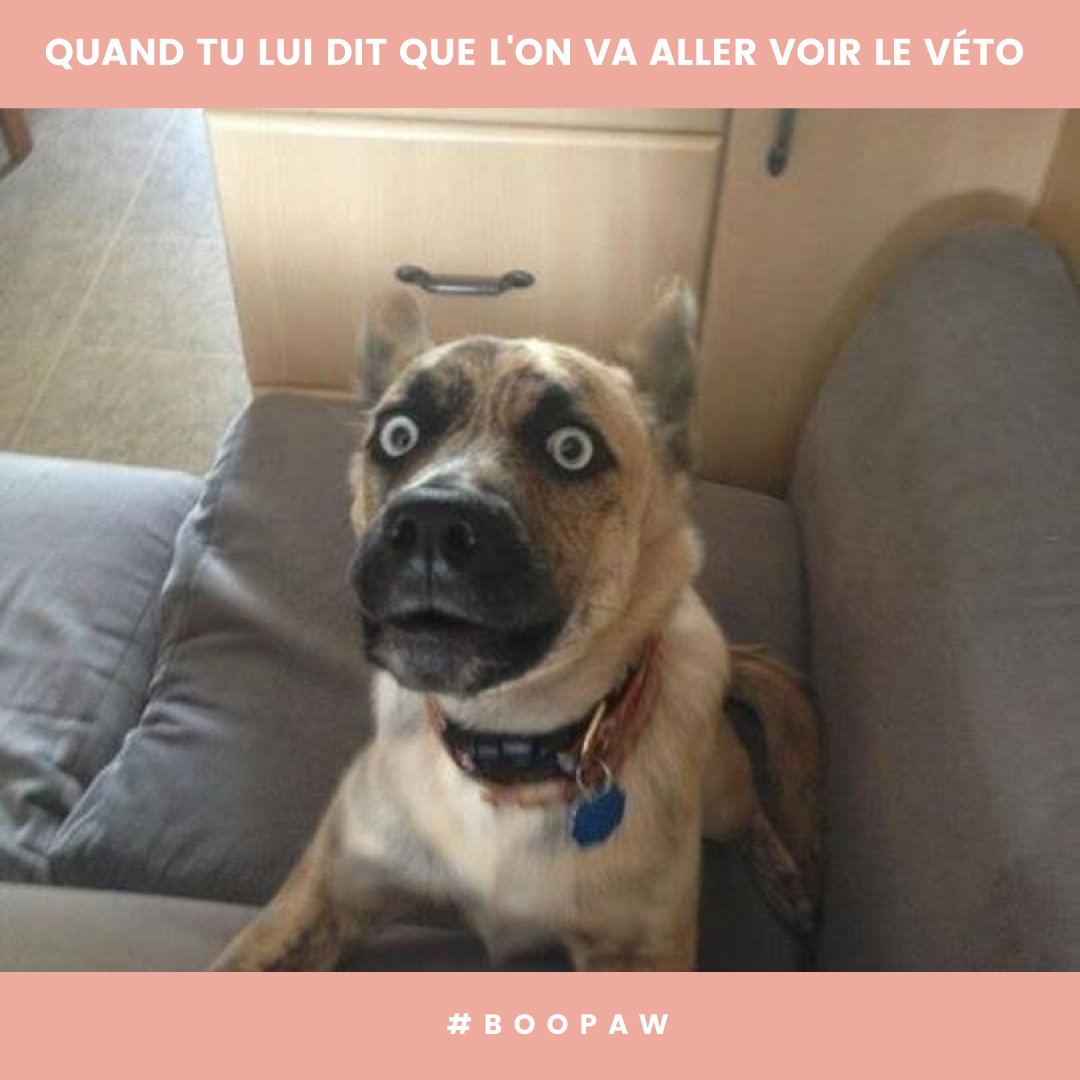 anzeldesigns's tweet photo. La première fois ils croient à nos bobards mais après ils le sentent que l'on ne va pas seulement faire une balade 😅😍 https://t.co/5pLc8Vwp64