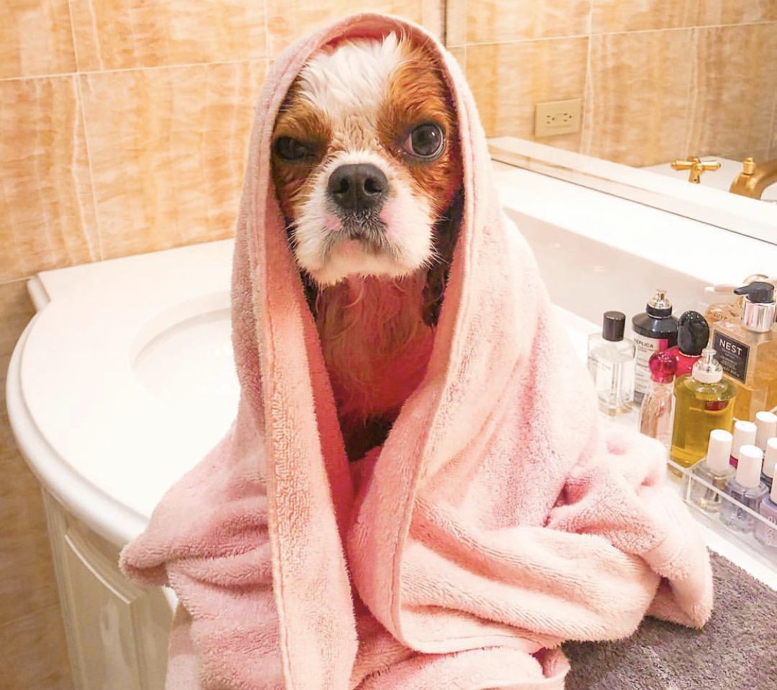 Hi Vogue, welcome to my morning beauty routine. First I start by taking a shower, then I sit in my towel for a full hour as a scroll through Instagram.
-Theo <a href="/girlwithnojob/">badhuman</a>