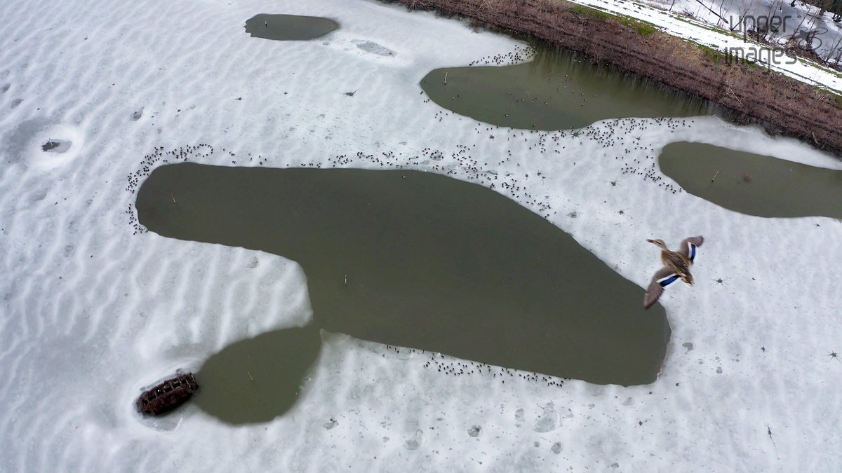 UpperImages's tweet image. Just a couple of ducks