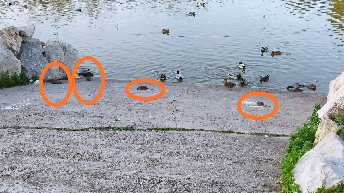 fivanmc's tweet photo. Esta es la rampita en la que los niños se acercan a dar pan a los patos de la Laguna de Torrox en Jerez de la Frontera. Infectada de RATAS!!! @ciudadjerez #Jerez . Espero que hagan algo. RT por favor a ver si le llega a quién le tiene que llegar. https://t.co/fcoOs4iuOc