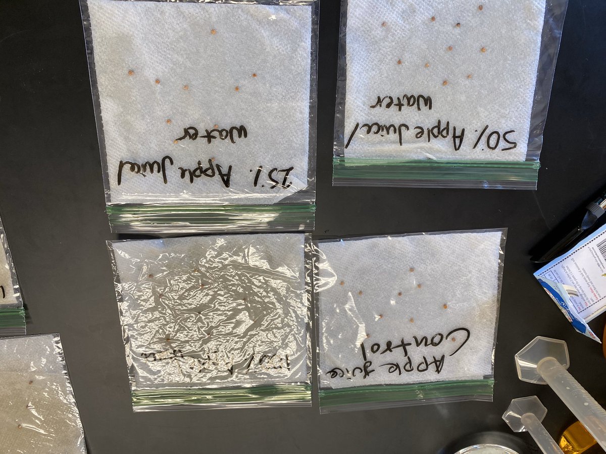 AOHS Seniors working on Dose-Response relationship using various chemicals on radish seeds.