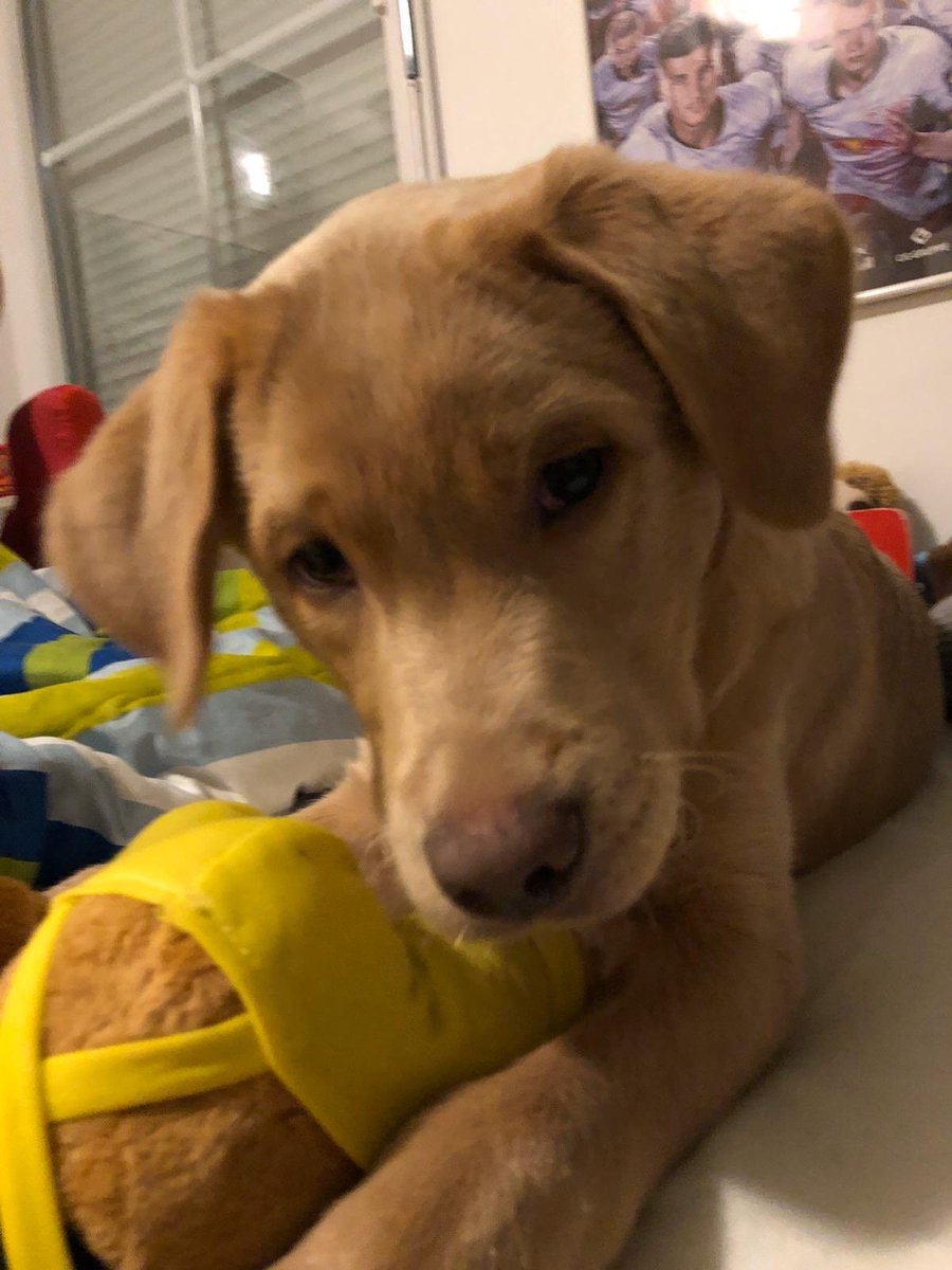 kruemelsuwe's tweet photo. Da wir gern unseren Sam (Labrador Retriever, 4 Mon.) mit in Richtung Klinik nehmen möchten, suchen wir im März einen liebevollen Hundesitter oder eine Pension in der Nähe von Aschau (Chiem.), welche ihn Mo-Fr betreuen würde. Also bitte gern teilen. Danke. #Followerpower https://t.co/ERy9JEIAzr
