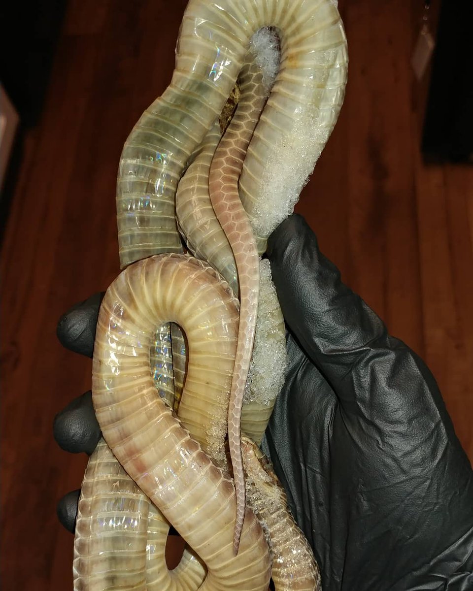 scolopendaddy's tweet photo. its that fuckin GUY
rip
#filesnake https://t.co/IJBOi3MwOU