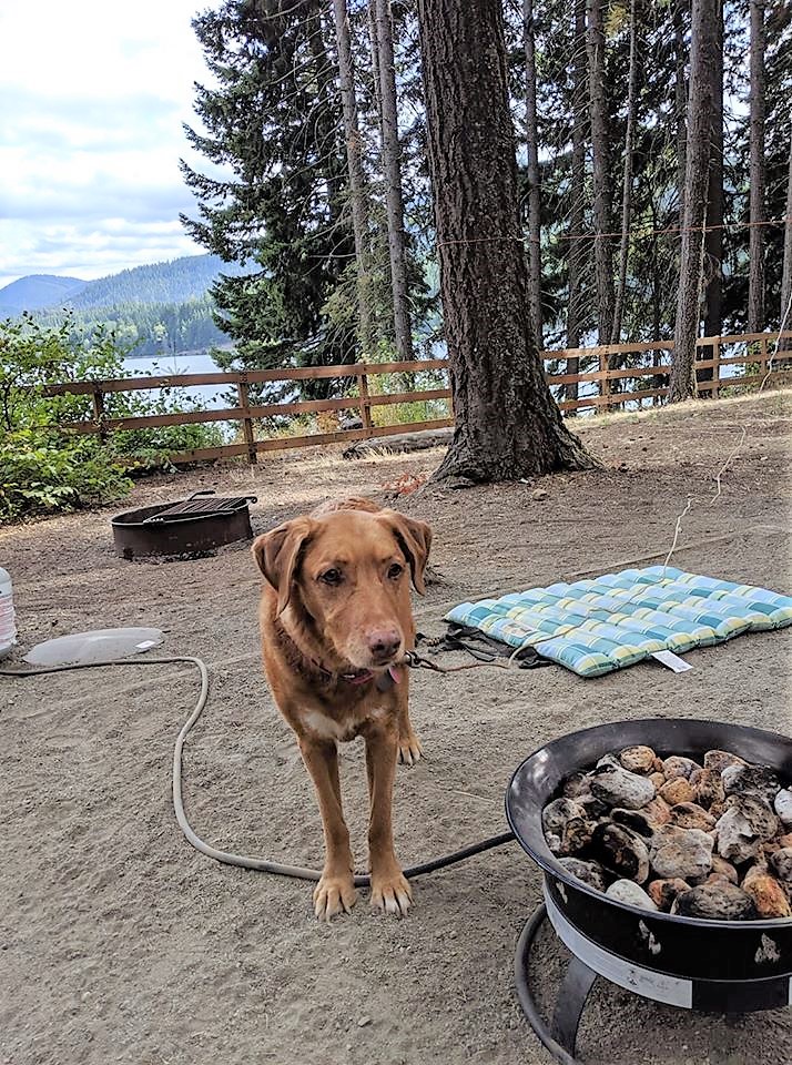 PET OF THE WEEK: This is Jen's dog Zoie camping in Lake Easton. 
tacomarv.com