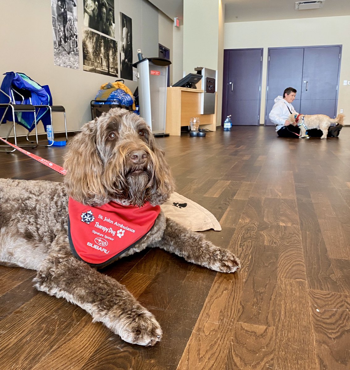 🚨Therapy dog alert🚨

Hey, #YorkU! Drop by <a href="/ArchivesOntario/">Archives of Ontario</a> today until 2:30pm to get a few cuddles from 3️⃣ super-adorable pups 🐶 

#BellLetsTalk #YULetsTalk