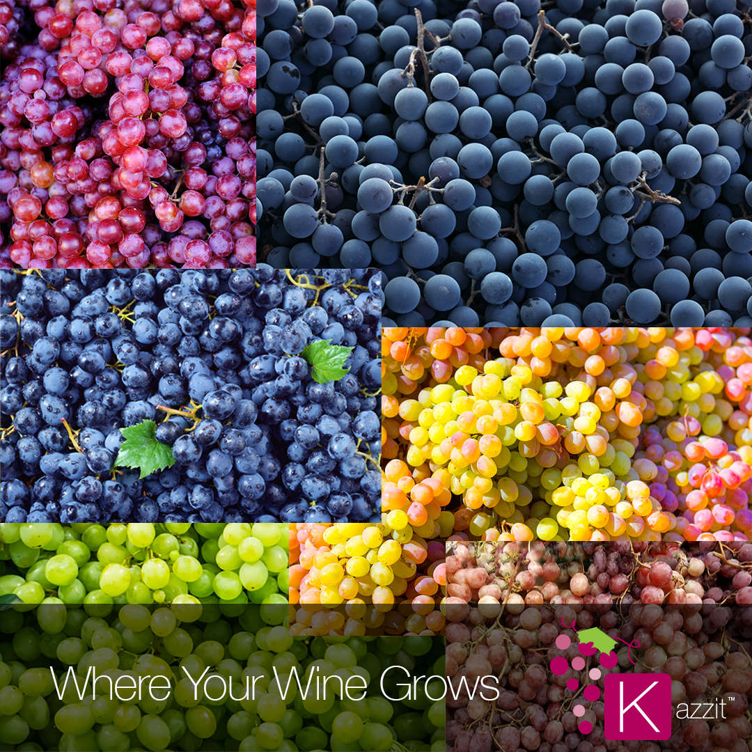 hellokazzit's tweet photo. There are approximately 1,300 varieties of grape used to make wine...cool.
.
.
.
.
#cabernet #chardonnay #malbec #vineyard #merlot #viognier #wine #vino #wineoclock
 #justwine #delawarewinecountry #eastcoastwine  #syrahwine #winelover https://t.co/QlbiDMYElj
