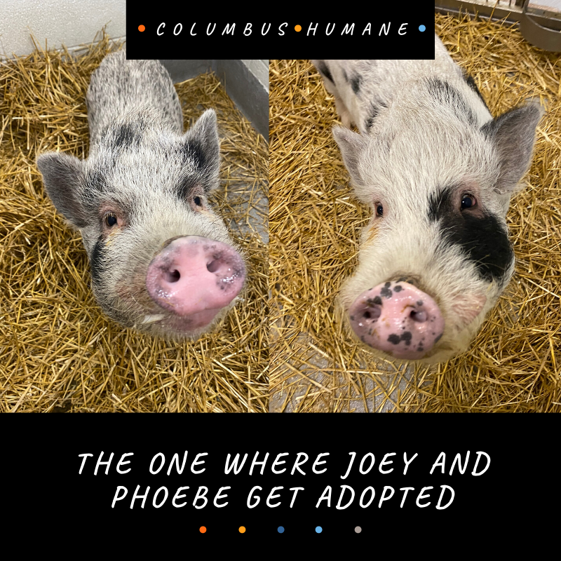 Looking to add a couple of characters to your cast? Come visit Joey Tribbiani and Phoebe Buffay. These sweet pot-bellied pigs are sure to keep you entertained for more than 10 seasons. View them here on our website: columbushumane.org/other