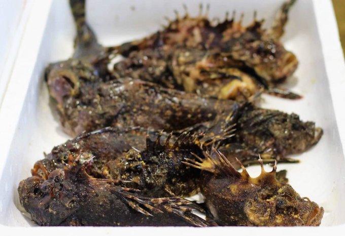 オニオコゼの特徴 見分け方 写真から探せる魚図鑑