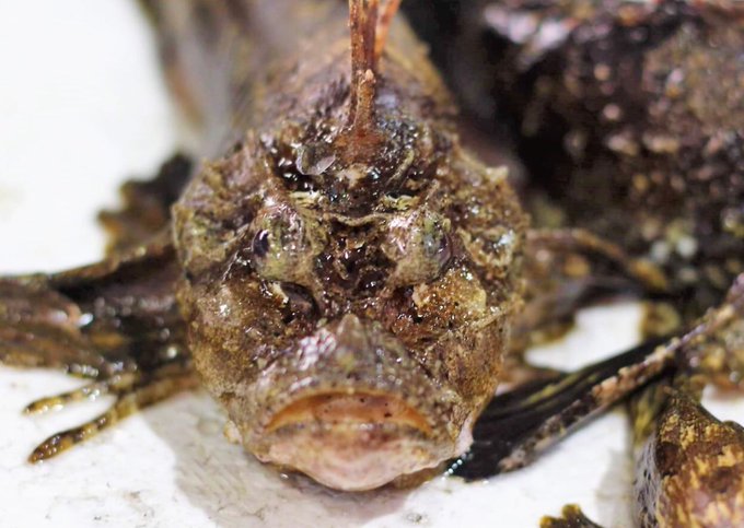 オニオコゼの特徴 見分け方 写真から探せる魚図鑑