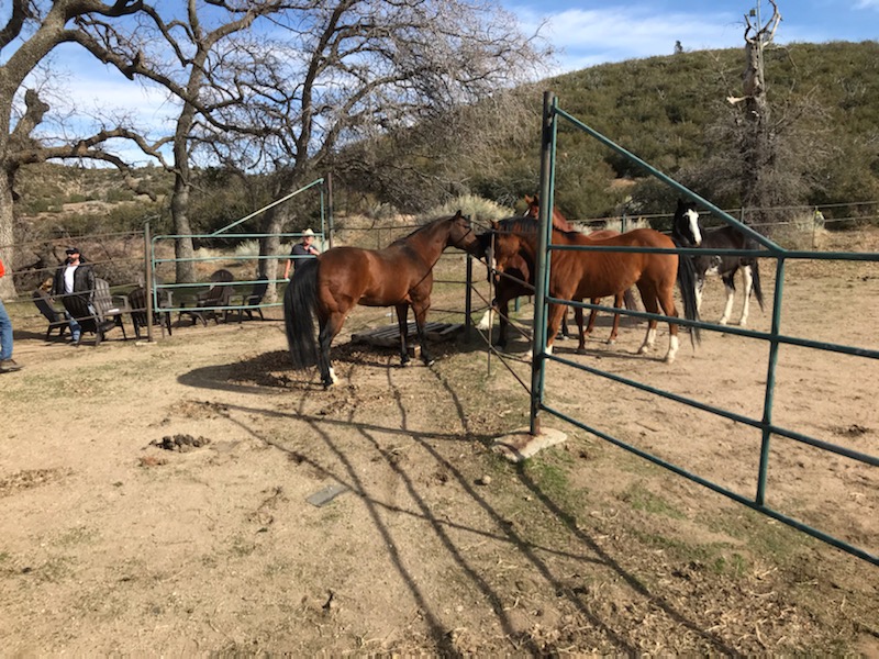 After eight year of dedicated service to the LAPD Mounted Platoon, horse Baja has been retired and sent to pasture.  He will be hanging with buddy Oakley, and three additional horses, to roam hundreds of acres.  BAJA, thank you for your service and you are EOW.