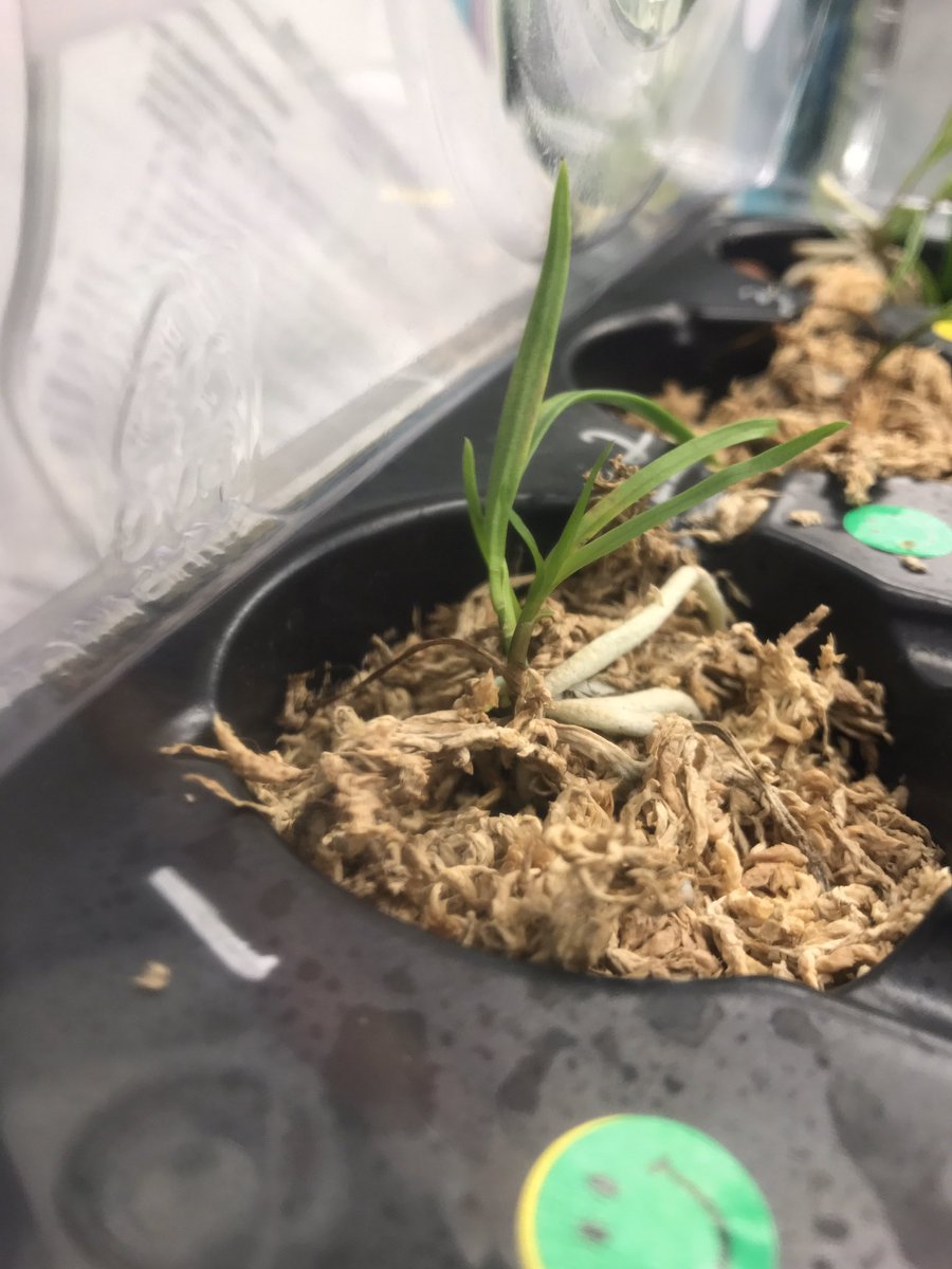 killianfc's tweet photo. Julia Hoar@killianfc@millionorchidThe survivors looking strong. New roots and leaves. Initial size appears to be a significant factor. https://t.co/0ne8DcnjiK