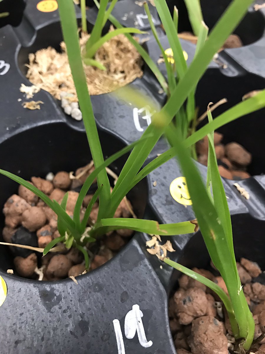 killianfc's tweet photo. Julia Hoar@killianfc@millionorchidThe survivors looking strong. New roots and leaves. Initial size appears to be a significant factor. https://t.co/0ne8DcnjiK