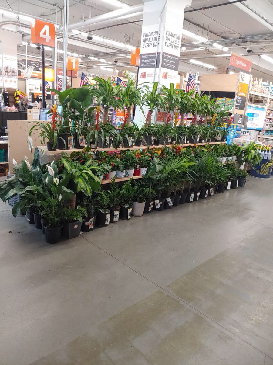 FarmsCosta's tweet photo. HD1976 Front entrance display! #THD #tropicals #costafarms https://t.co/xfpfH60coY
