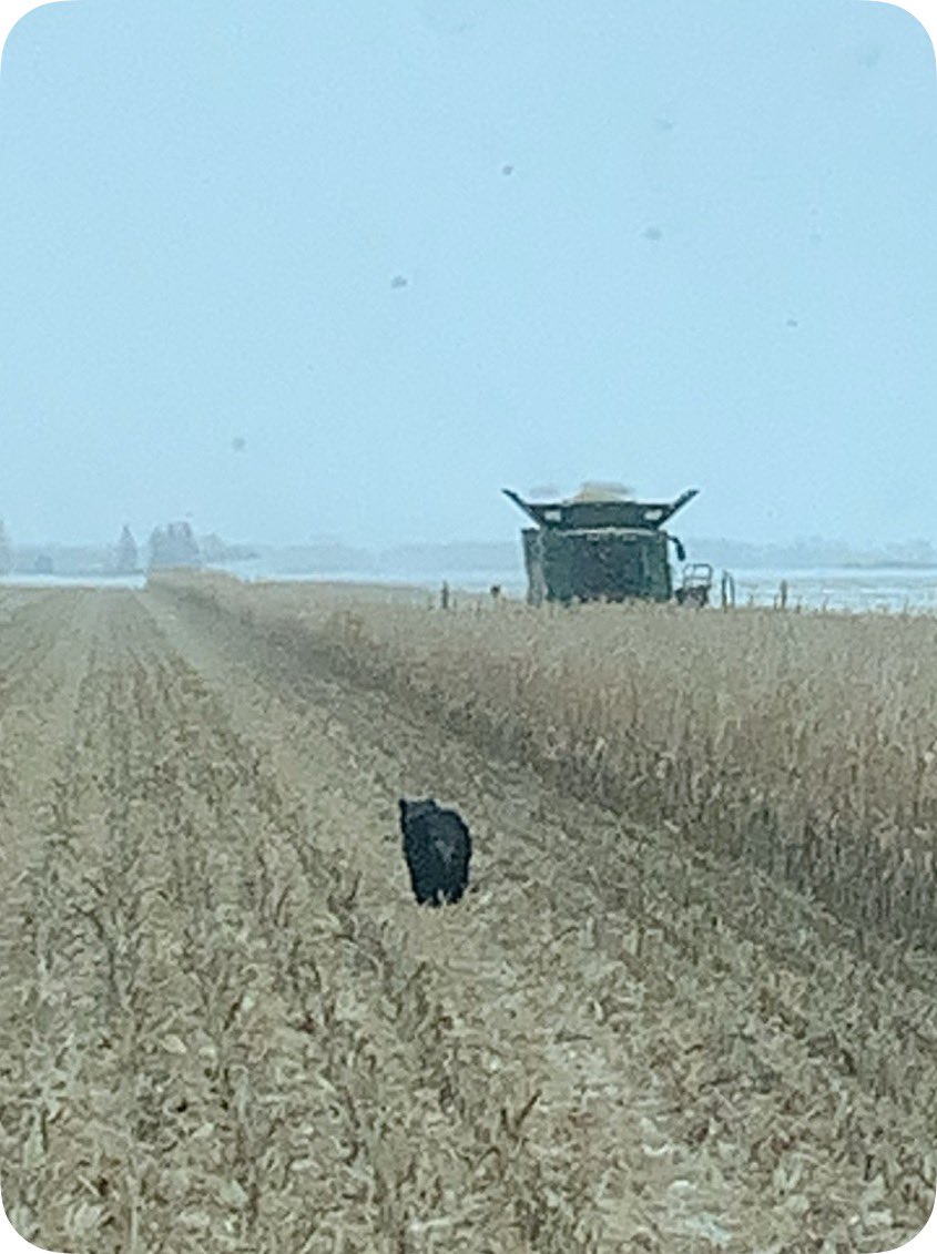 Deere and bear continue to be in each others way. #harvest19
