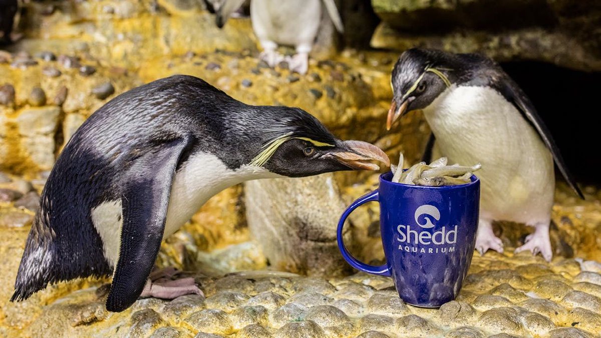 shedd_aquarium's tweet image. In 2019, 90% of the litter removed from #greatlakes shorelines on beach cleanups was plastic. 🥤 In 2020, #LetsSheddPlastic together! From reusables to refusing single-use plastics, find tips in our "20 Ways to Prevent Plastic Pollution in 2020" post.
👉 shedd.link/20in2020