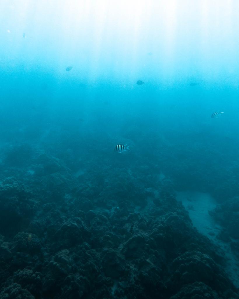 Curious fish make for an exciting Kaanapali snorkel adventure!

#beach #vacay #wanderlust #beautifuldestinations #travelgram #hawaii #gohawaii
.
.