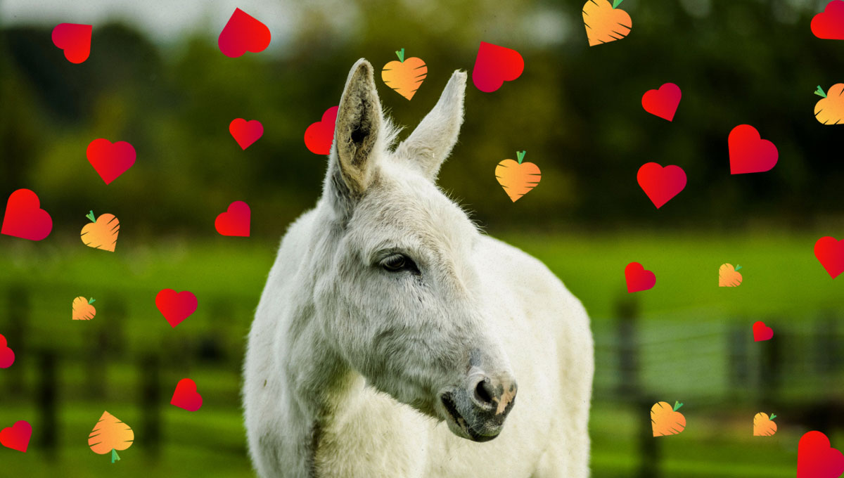 Make this #ValentinesDay one to remember for that special person. 💝

Adopt a donkey like Hannah as a gift for just £3 a month 🎁➡️ bray.news/tw-adopt-val20