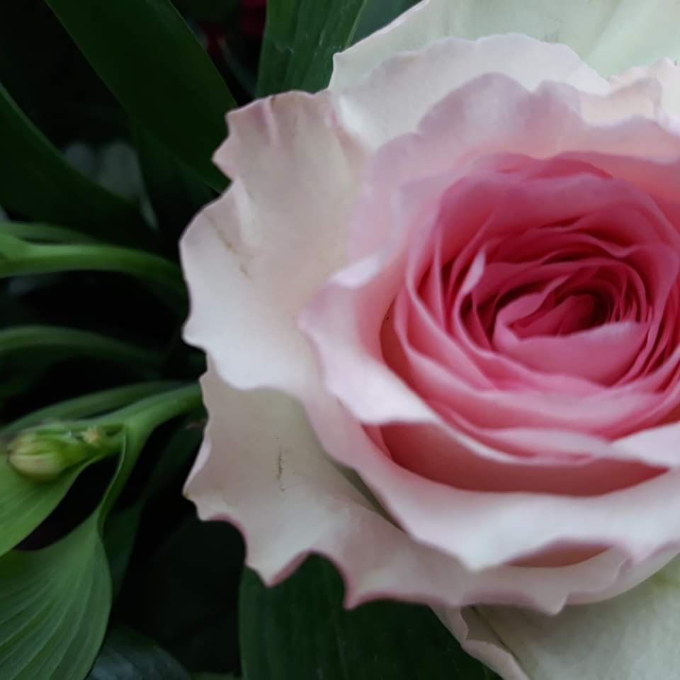 Valentines is coming up! 💕💕💕 Traditionally the flower is a red rose but does everyone actually like them??? Rose or not? Let me know what flowers YOU would like to recieve. X :) x
#southamptonflorist #valentinesday #showsomelove #flowers #roses #feb14 #whatflowerswouldyoulike