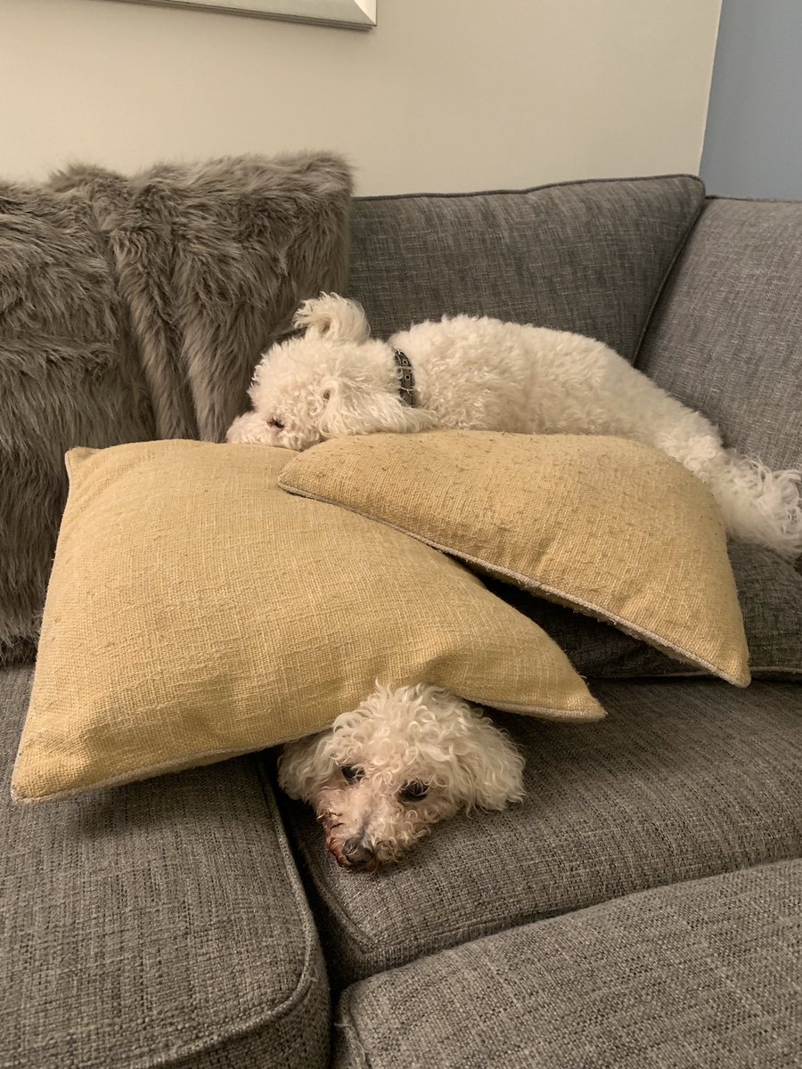 Are you really comfortable at the bottom of the pile Pixie? @GeorgeBichon @mollier77 <a href="/Monty_Bichon/">Monty The Bichon</a> <a href="/jenny_bichon/">Jenny and Dolly</a> <a href="/WBichon/">Winky the bichon</a> <a href="/WalshKim/">kim walsh</a> <a href="/Minghowriter/">Ming Ho</a> #sleepingbichons #DogsofTwittter