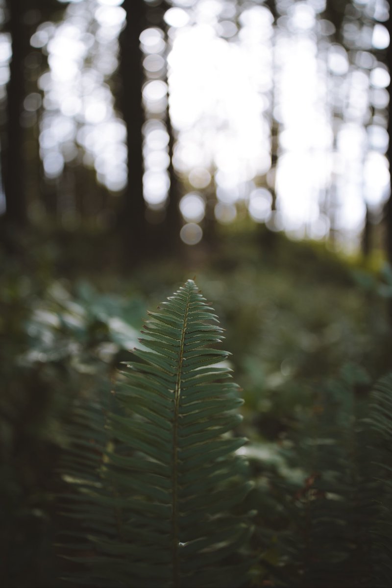 Masonprender's tweet image. Oregon’s coastline #developyourvision