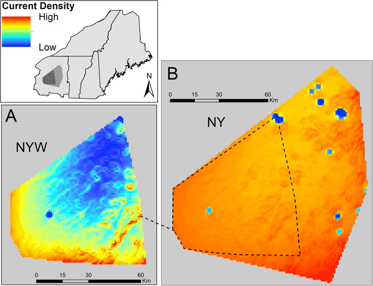 cmaylward's tweet image. nature.com/articles/s4143… @jd_murdoch Excited to share our new #OpenAccess @HeredityJournal publication! We show that ideal marten #geneflow #corridors are forested, cold, and away from urbanization. We also use a replicated multi-scale #StudyDesign to reveal…