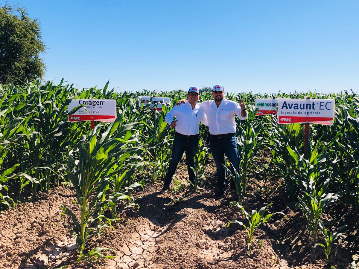 agroquimicaFMC's tweet photo. El día de ayer nos reunimos con productores🤠 de Los Mochis y su alrededores, para un día de campo🌱 con enfoque en nuestras soluciones #Coragen #Avaunt #StymulusMax y #Zoll 😁👍 https://t.co/vvdcXigJ3v
