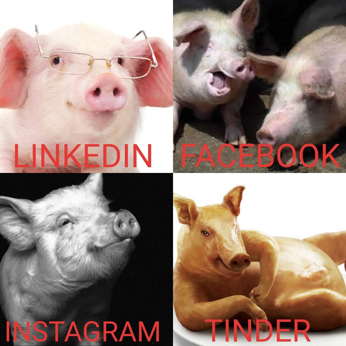 Got to stay on top of our socials! #dollypartonchallenge #piginthegame #bringinghomethebacon