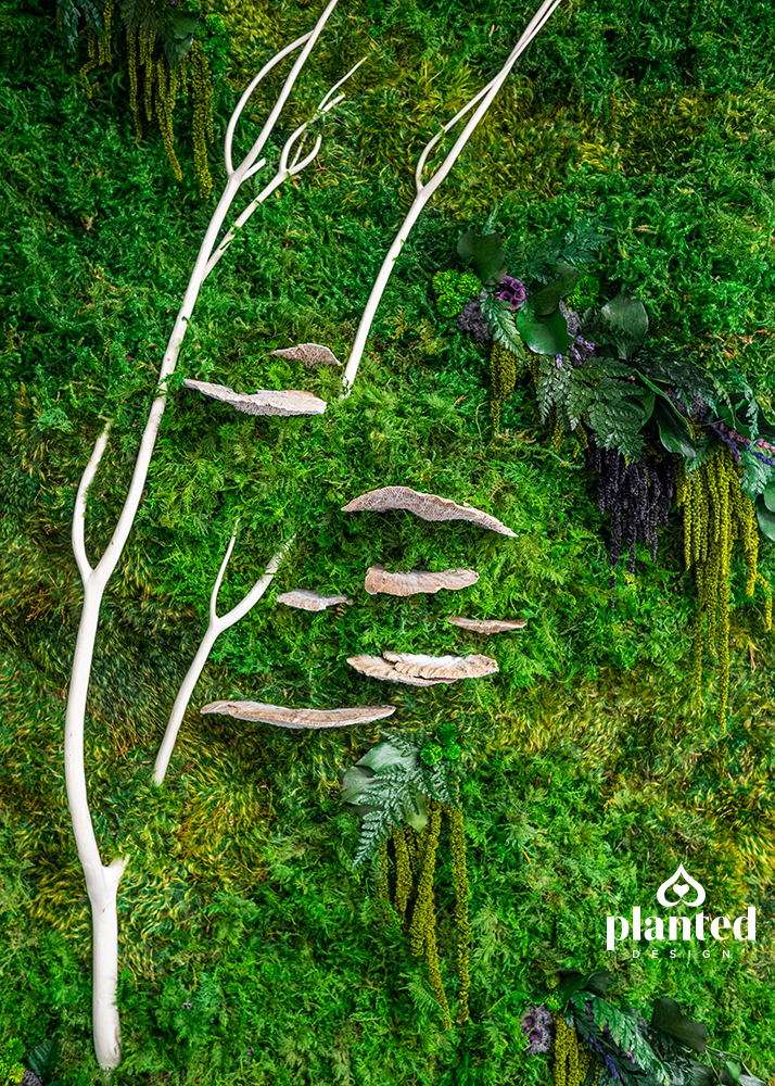 We’re ~branching~ out to create more ambitious #MossWalls with funkier #BiophilicDesigns. 

#PlantedDesign @AppDynamics #CustomDesign #PlantsMakePeopleHappy #GreenSpaces #OfficeDecor #InteriorDesign #SustainableDesign #Horticulture #NatureDesign #NatureLovers #GoGreen #MossArt