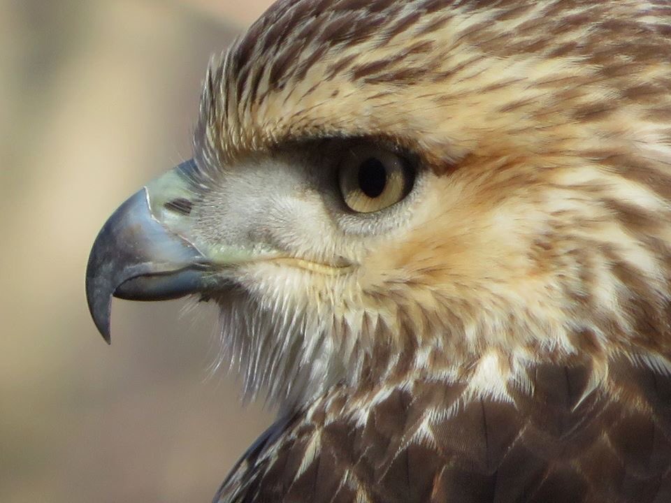 Close encounter with a young Red-tailed Hawk in Central Park today, seemingly not disturbed by my close proximity