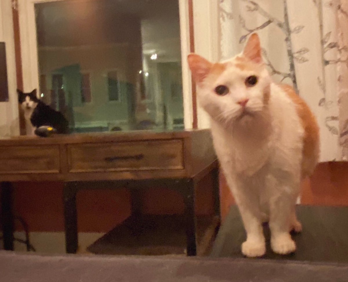LoMeowChenko's tweet photo. Duuuuuddddessss...it’s like day
1 million w/out mom!Haathi &I have decided to take matters into our own paws.I don’t know what that means, but we’re doing it anyways! 🌱🌿
#ComeHomeMom #10MoreDays #WhatTheFluff #YouCanWorkHere #AsASockCollector #YoureHired #SendSnacks #AndMom https://t.co/tAeV0vIRkg